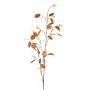 Lunaria spray brown 120cm