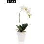 Phalaenopsis bush white 50cm in white pot