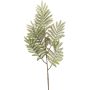 Mimosa lvs spray green 73cm