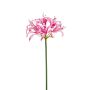 Nerine spray pink 75cm