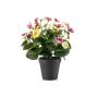 Pansy bush white/purple/yellow 29cm in black pot