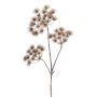 Heracleum spray lt brown 102cm