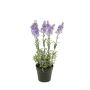 Lavender bush lt blue in pot 28cm
