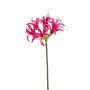 Nerine spray beauty 75cm