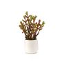 Sedum green/red in white pot 27cm