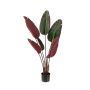 Strelitzia plant burgundy 120cm (knock down packing)