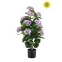 Hydrangea purple UV in pot 90cm