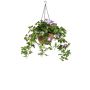 Petunia in hanging basket tt purple 70cm