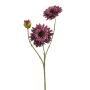 Helianthus spray purple 70cm