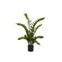 Zamioculcas plant 110cm