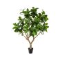 Ficus elastica botanic tree 240cm (knock down packing)