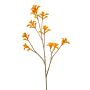 Anigozanthos spray orange 85cm