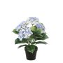 Hydrangea bush lt blue 40cm in black pot