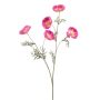Cosmos spray pink 70cm