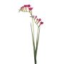 Freesia spray beauty 80cm