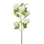 Viburnum spray cream 75cm