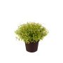 Cress green in pot 13cm