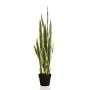 Sansevieria green/yellow in pot 97cm