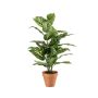 Dieffenbachia bush 65cm in tc pot