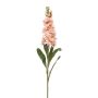 Matthiola spray peach 80cm