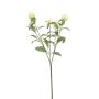 Gomphrena spray cream 64cm