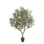 Olive tree 250cm (knock-down packing)