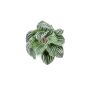 Peperomia bush green/grey 25cm