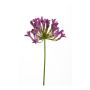 Agapanthus spray lt purple 75cm