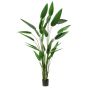 Heliconia plant 220cm (3lvs knock down packing)