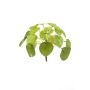 Pilea mini bush 13cm