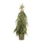 Pine tree in pot 90cm