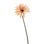 Gerbera spray lt peach 58cm