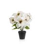Poinsettia bush cream 38cm in black pot