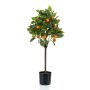 Orange tree in pot 75cm