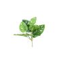 Monstera monkey bush green 30cm