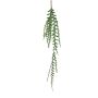 Epiphyllum hanging spray green 125cm