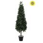 Laurel pyramid UV in pot 150cm