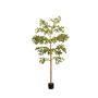 Bucida tree deluxe 290cm (knock down packing)