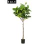 Ficus lyrata umbrella tree 195cm