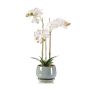 Phalaenopsis white in pot 43cm