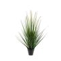 Grass alopecurus 69cm