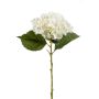 Hydrangea annabelle stem cream 52cm