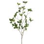 Enkianthus spray green 115cm