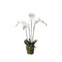 Phalaenopsis plant w moss white 90cm