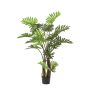 Philodendron selloum plant 180cm (knock down packing)