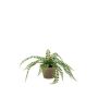 Fern pellaea bush 45cm in tc pot aged round (single packed)