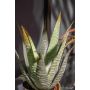 Aloe vera green 30cm in pearlgold pot