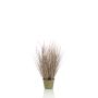 Pennisetum grass 71cm