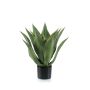 Agave in pot 55cm