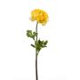 Ranunculus spray yellow 50cm